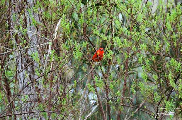 photograph of a red bird,  La Réunion