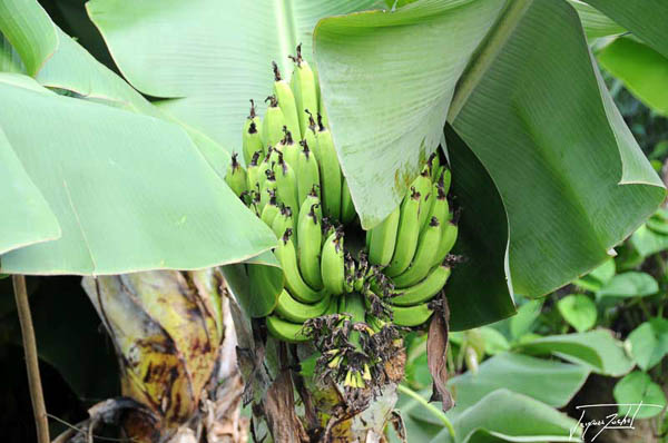 photos de régime de bananes, ile de la réunion