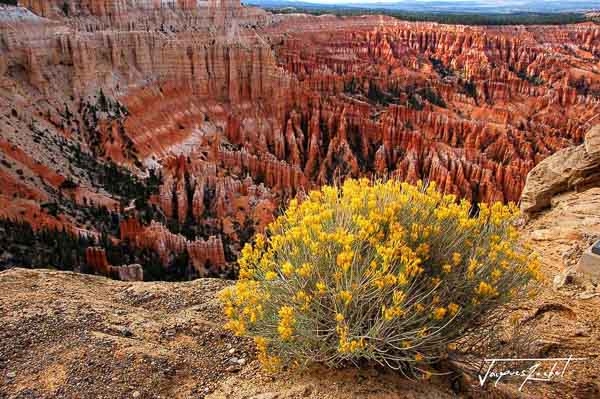 brice canyon in utah