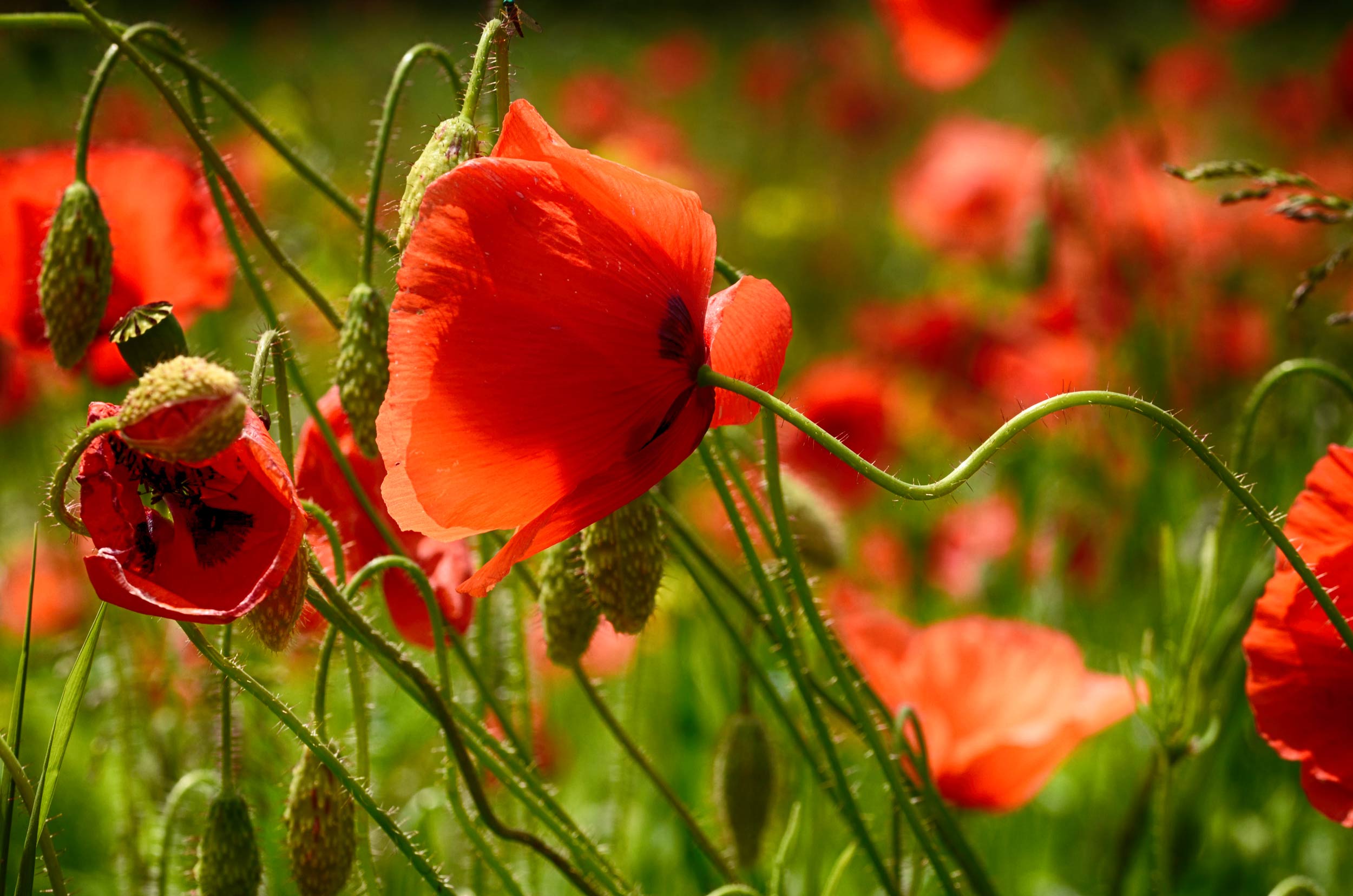 macrophoto coquelicots dans les champs